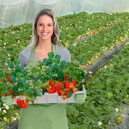 30g Strawberry Expanded Special Fertilizer Supplemental Plant Nutrition Improve quality & increase yield For Home Garden